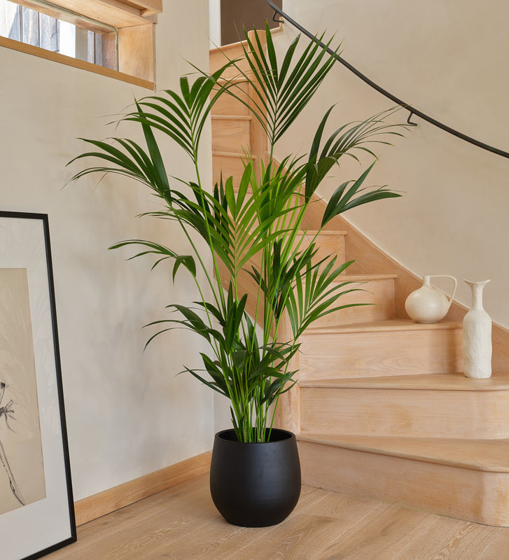 kentia palm indoor plant Kentia Palm | Tall Indoor Plant | Buy Plants Online