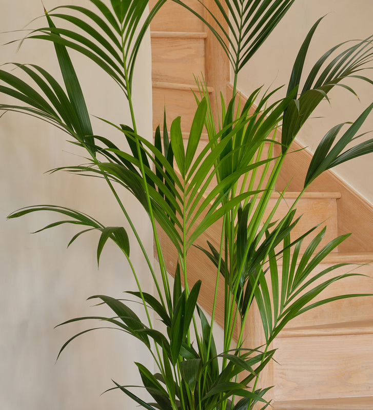 Kentia Palm Large
