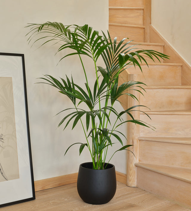Kentia Palm