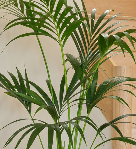 Kentia Palm