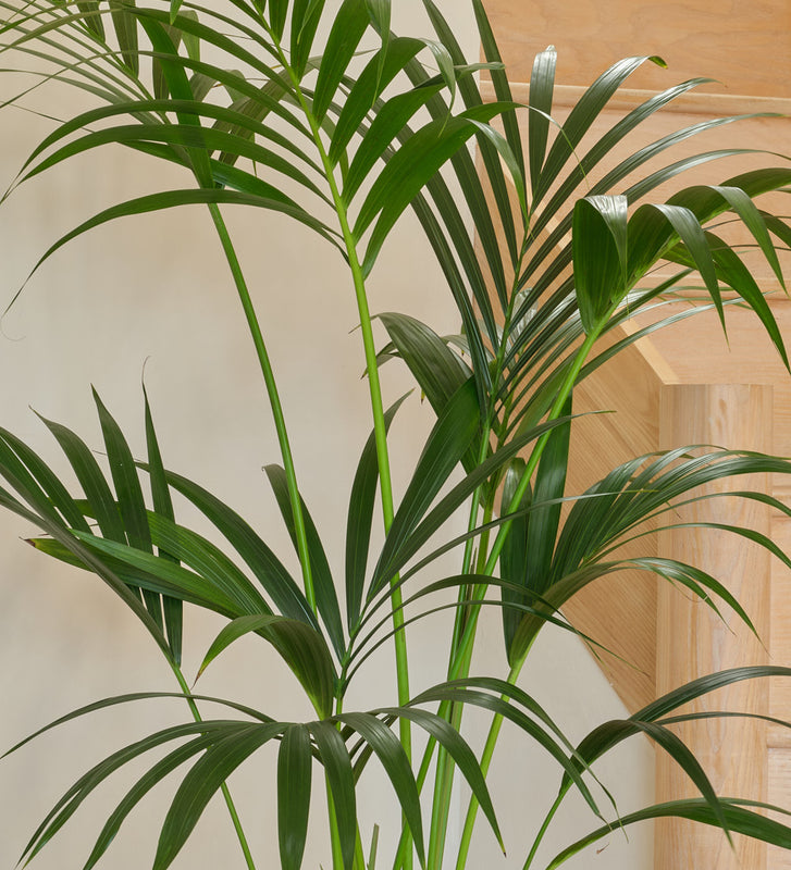 palm leaf plant indoor Kentia Palm | Tall Indoor Plant | Buy Plants Online