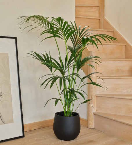 Kentia Palm