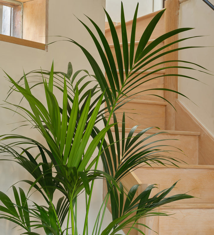 palm leaf house plant Kentia Palm | Tall Indoor Plant | Buy Plants Online