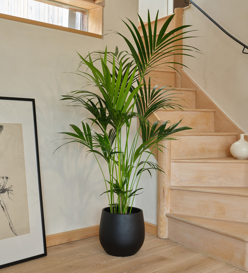 Kentia Palm Large