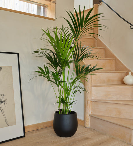 Kentia Palm Large