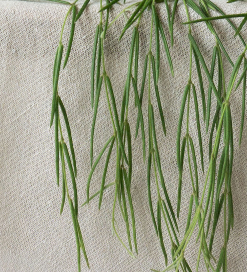 Hoya Linearis