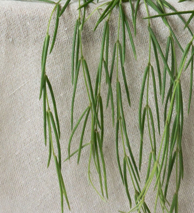 Hoya Linearis
