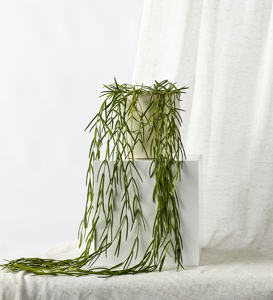 Hoya Linearis