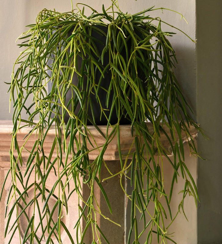 Hoya Linearis