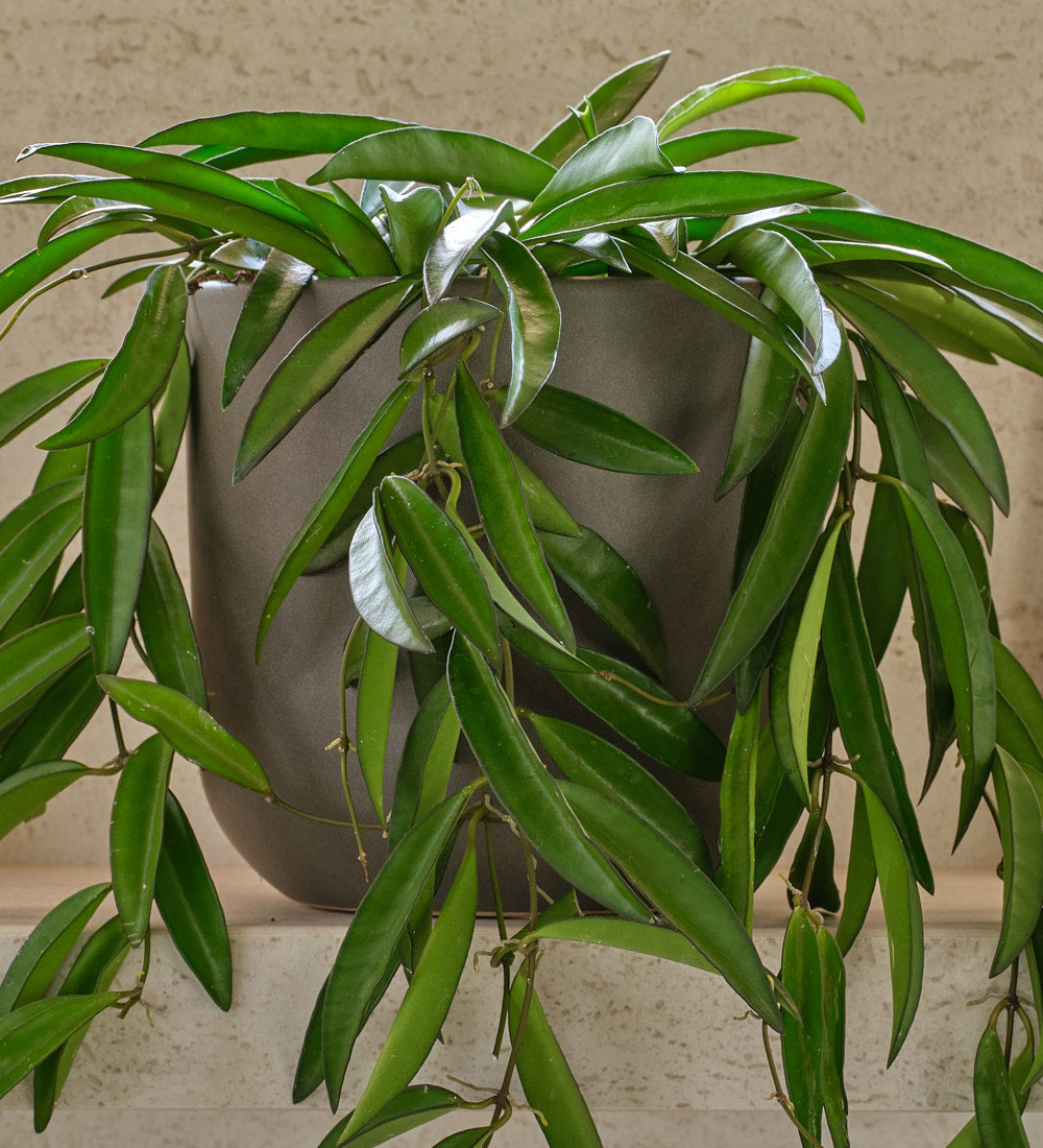 Hoya Wayetii