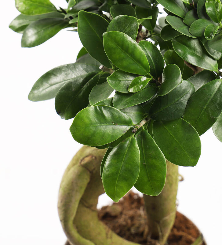 Ficus Ginseng & Pot