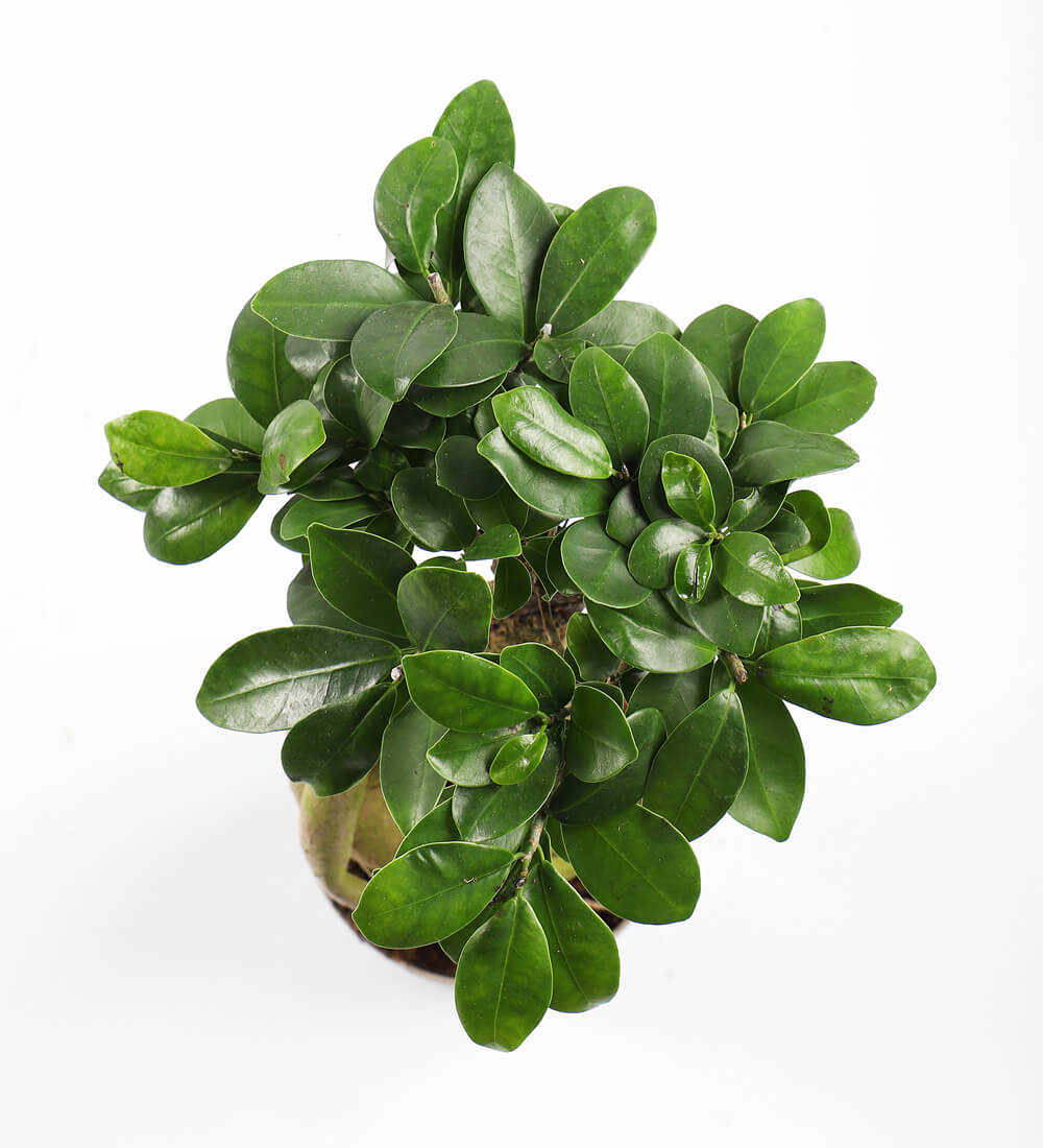 Ficus Ginseng & Pot