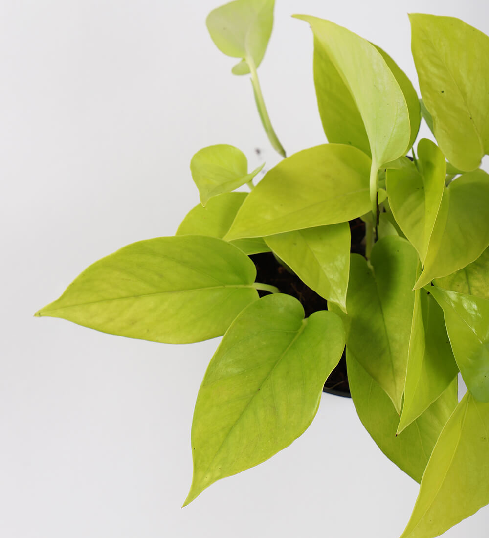 Neon Pothos & Pot