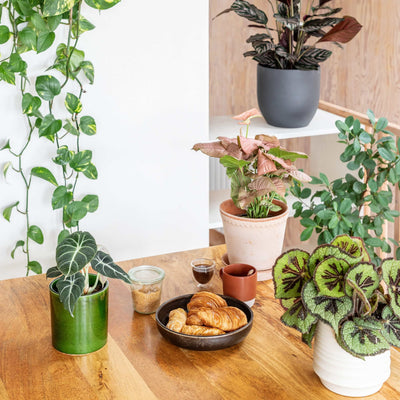 Alocasia Black Velvet & Elizabeth Shell
