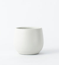Warm Grey Isabel 15cm Pot Image