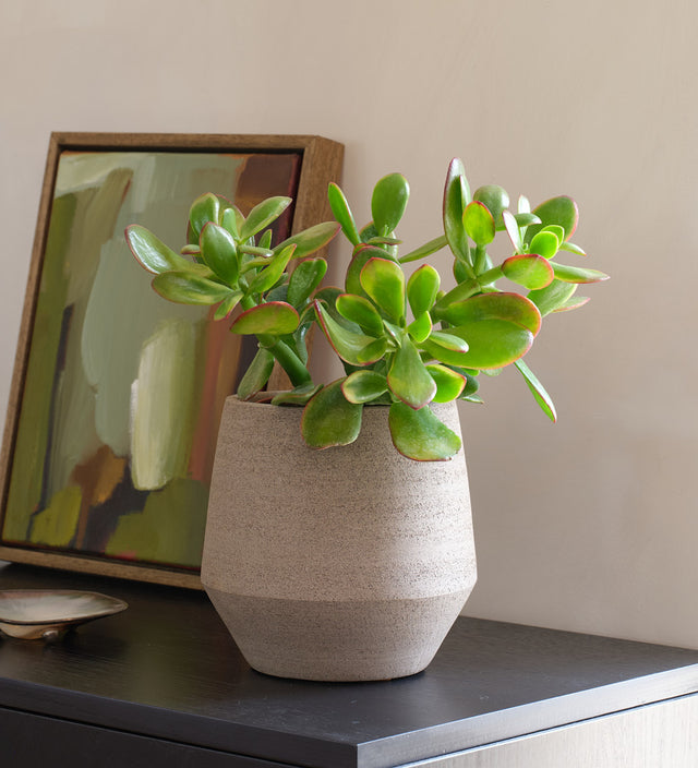 Jade Plant