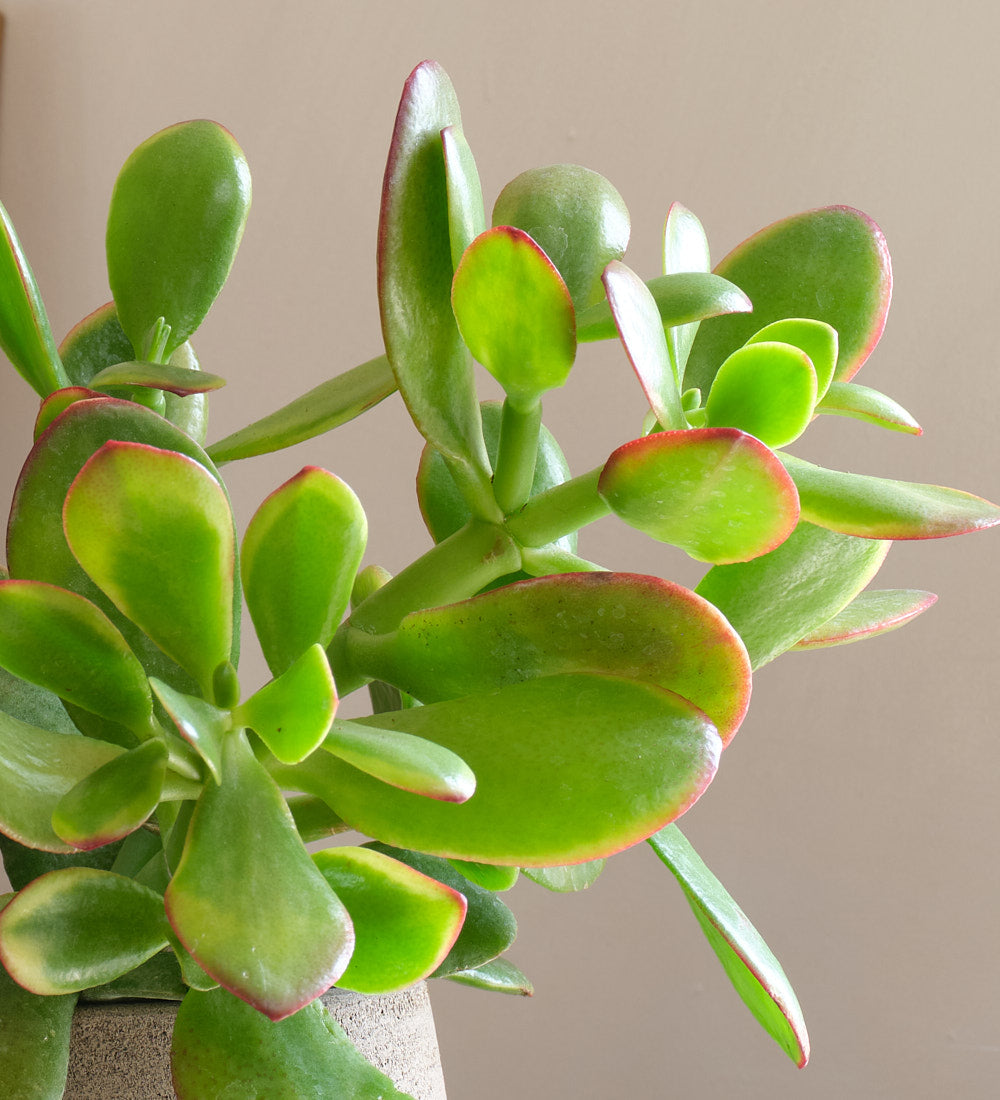 Jade Plant