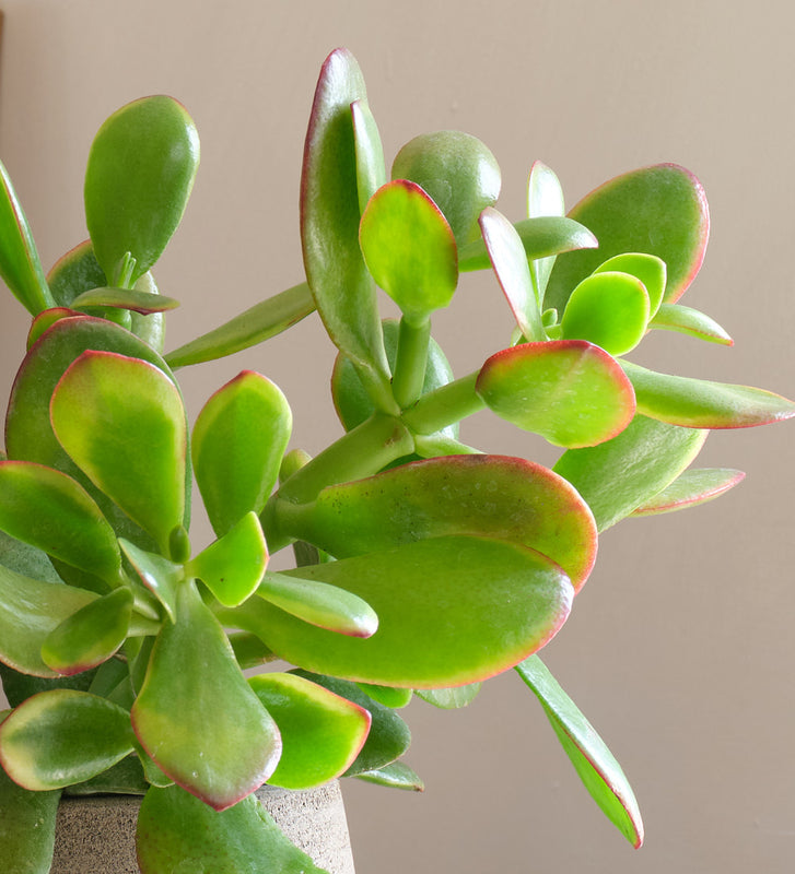 Jade Plant