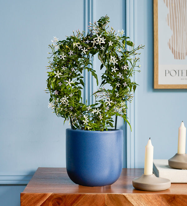 White Jasmine & Pot