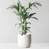 Kentia Palm & Broadway Chalk
