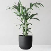 Kentia Palm & Broadway Charcoal