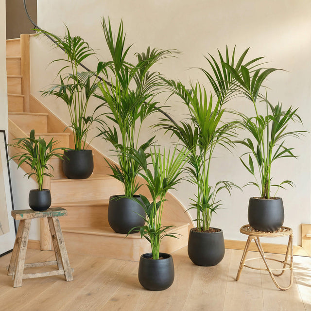 Kentia Palm