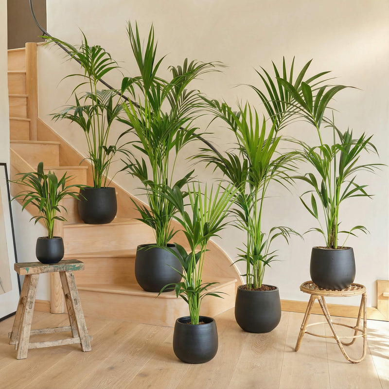 Kentia Palm