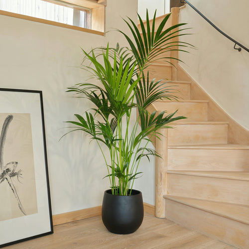 Large Plants