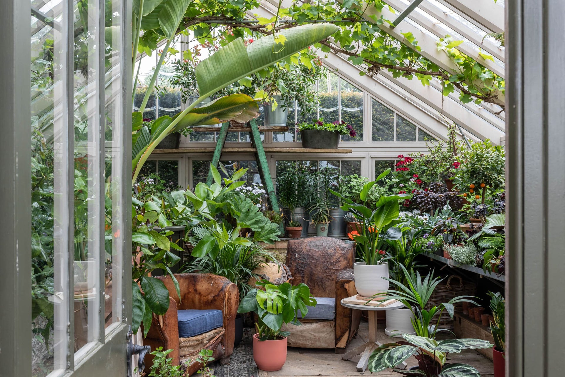 Create a beautiful plant-filled home