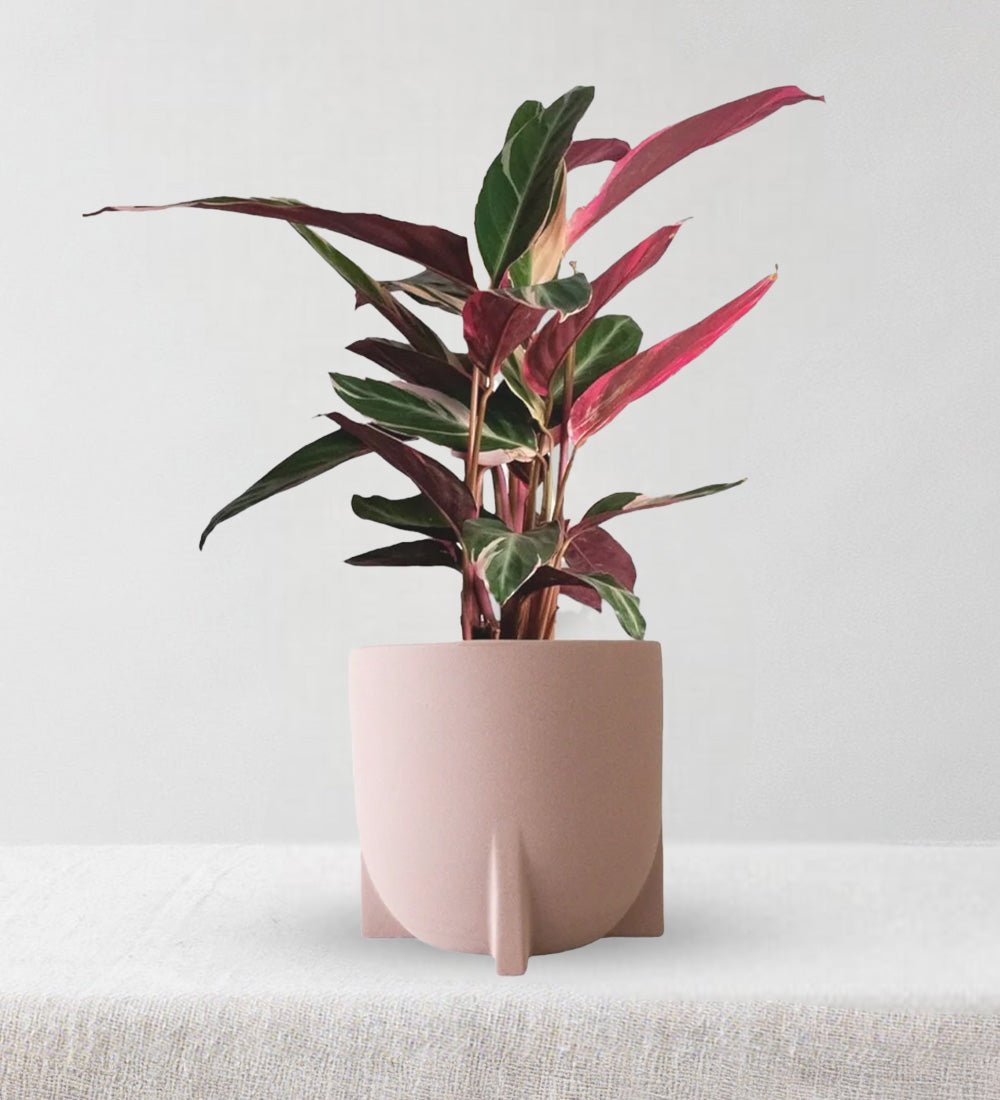 Calathea Triostar
