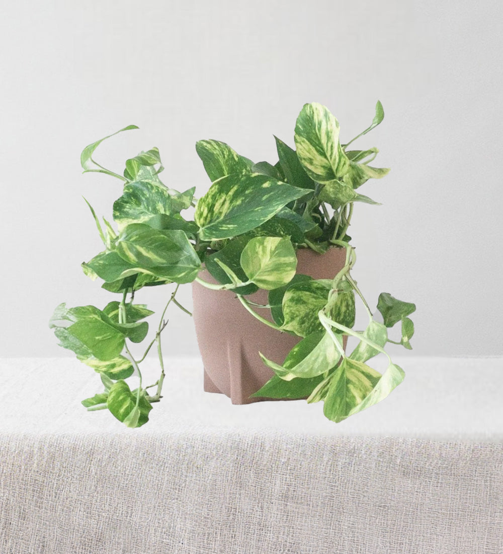 Golden Pothos