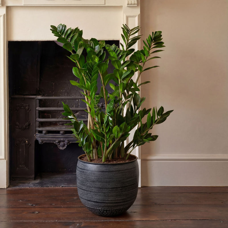 black zz plant uk ZZ Plant | Low Light Indoor Plant | Easy Care Houseplant