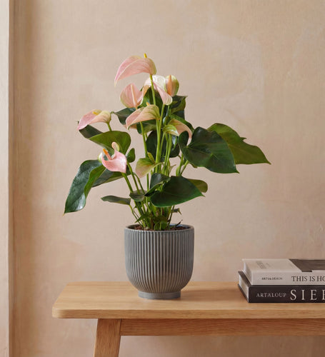 Peach Anthurium & Pot