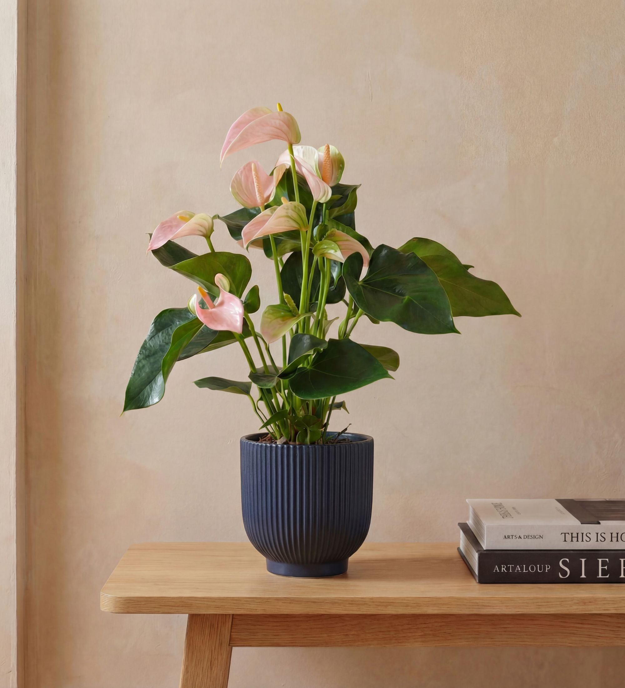 Peach Anthurium & Pot