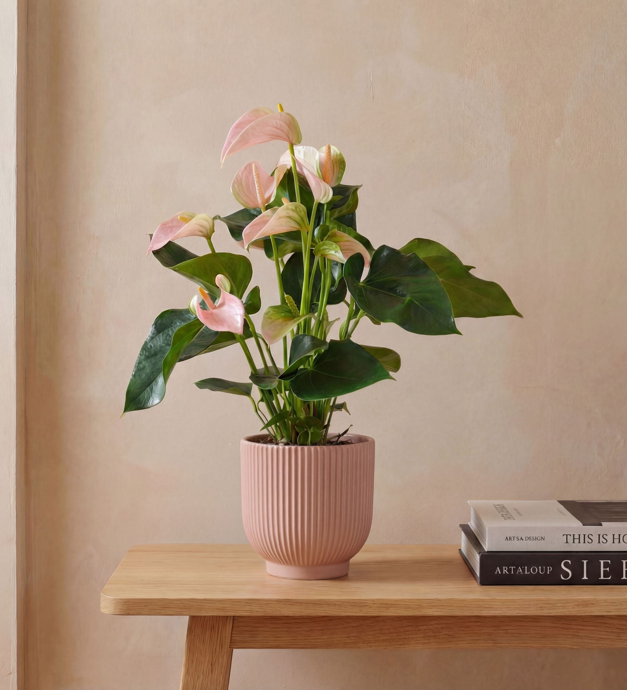 Peach Anthurium & Pot