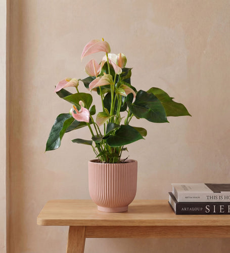 Peach Anthurium & Pot