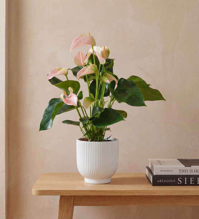 Peach Anthurium & Pot