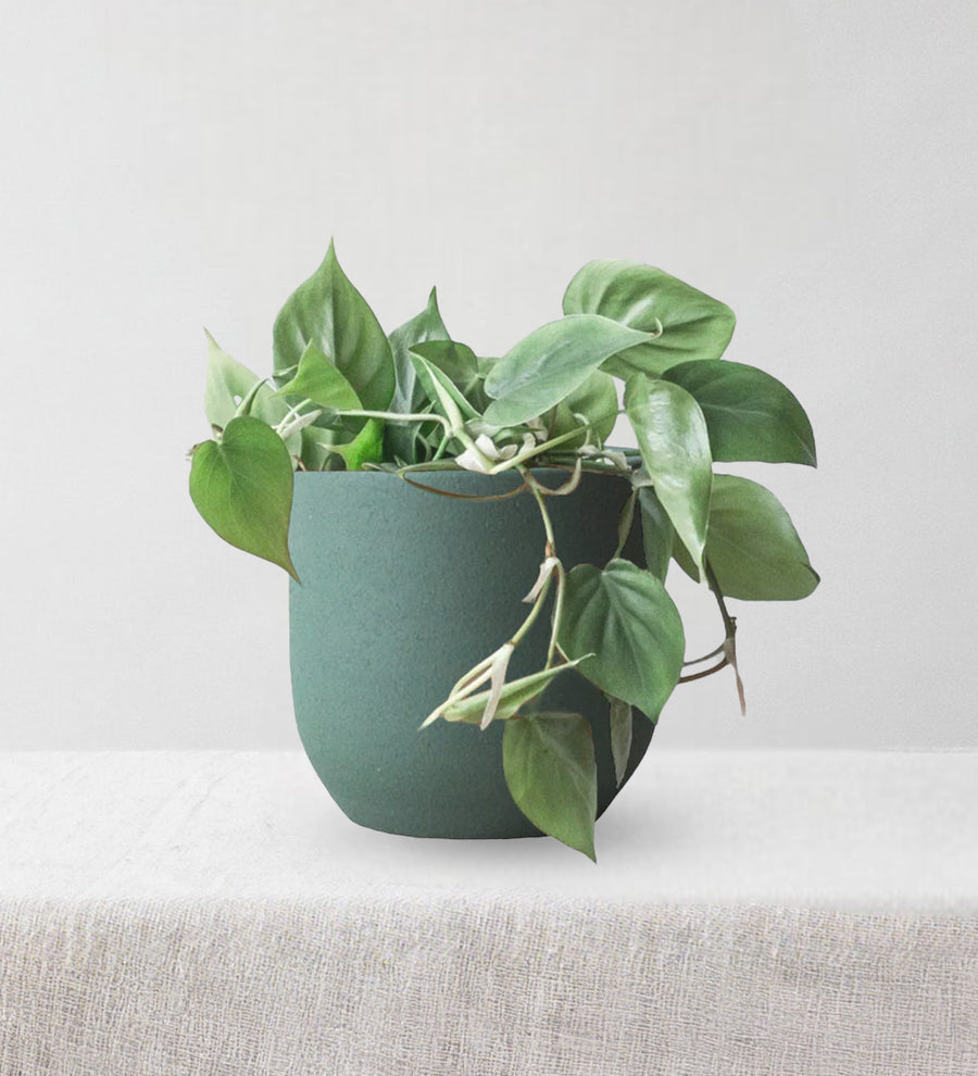 Hanging Philodendron Scandens