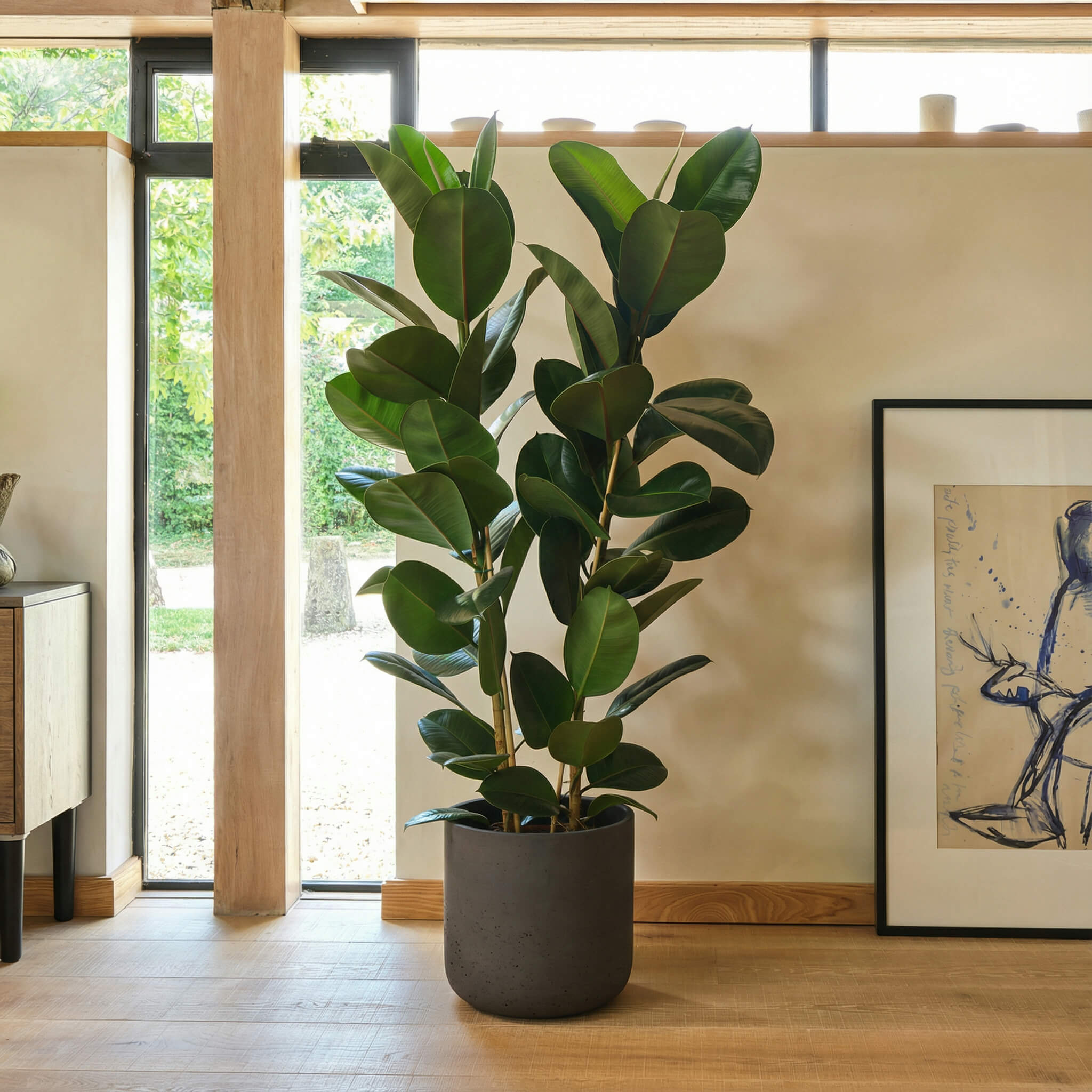 Potted plant in a room with a large window and framed artwork on the wall.