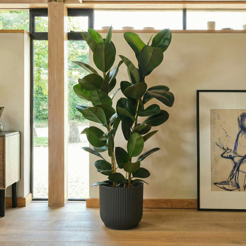 Potted plant in a room with a painting on the wall