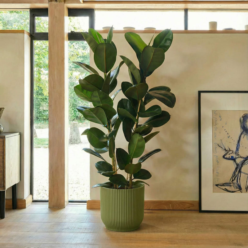 Potted plant in a room with a painting on the wall