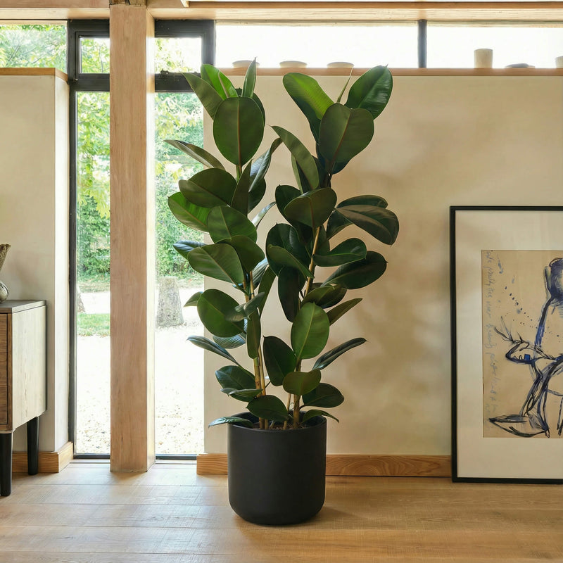 Potted plant in a room with a painting on the wall