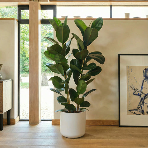 Potted plant in a room with a window and framed picture on the wall