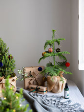 Norfolk Island Pine Christmas Tree with Decorations - Leaf Envy 