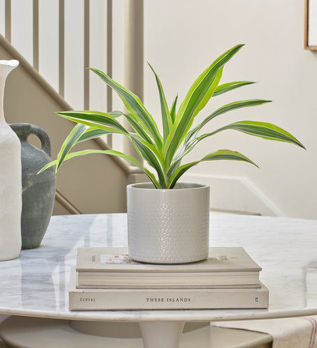 Dracaena Lemon & Lime & Pot