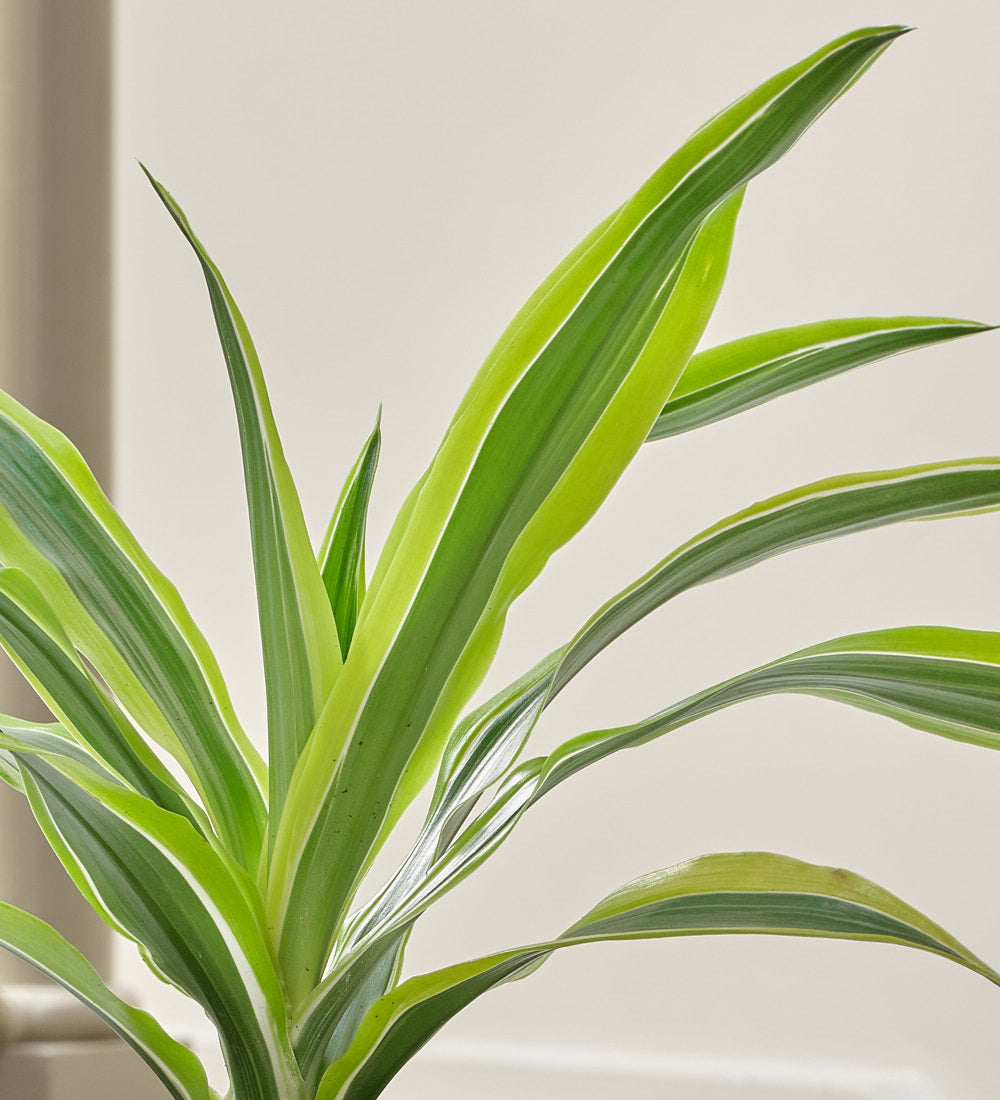 Dracaena Lemon & Lime & Pot