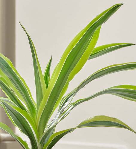 Dracaena Lemon & Lime & Pot