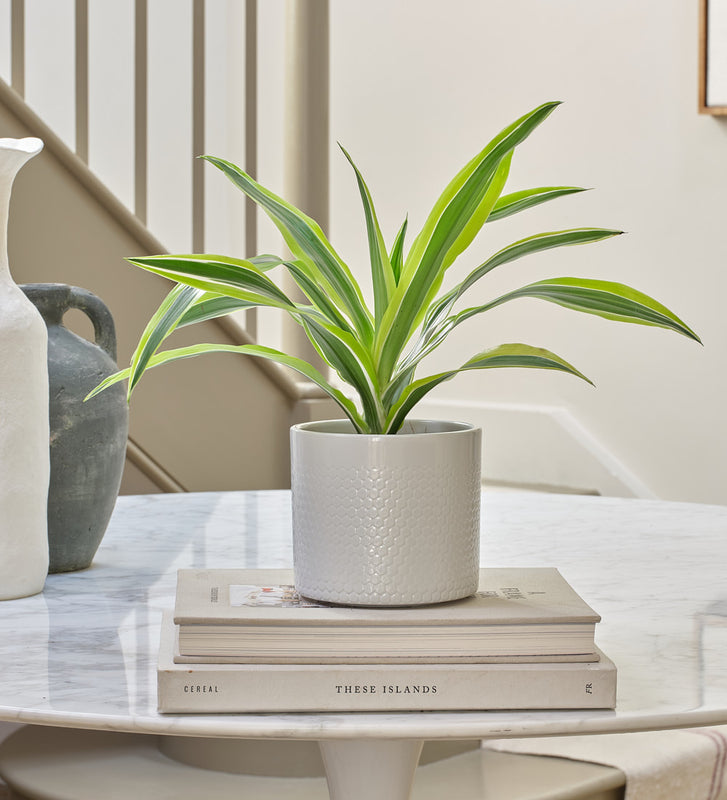 Dracaena Lemon & Lime & Pot