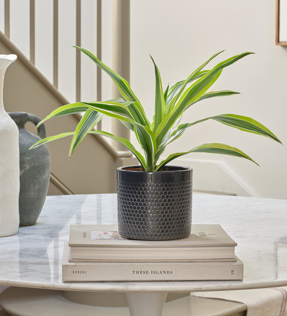 Dracaena Lemon & Lime & Pot