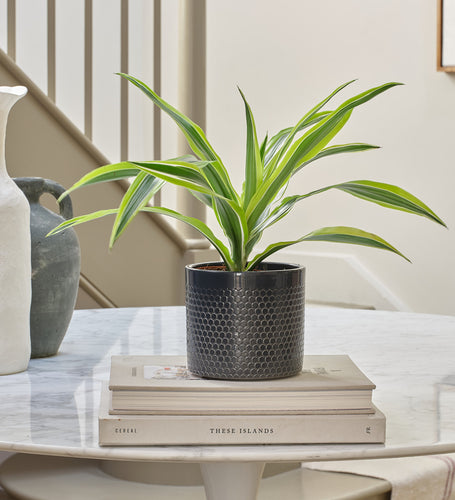 Dracaena Lemon & Lime & Pot